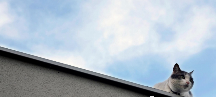 Campagne de stérilisation des chats errants : de nouvelles dates en mai et juin