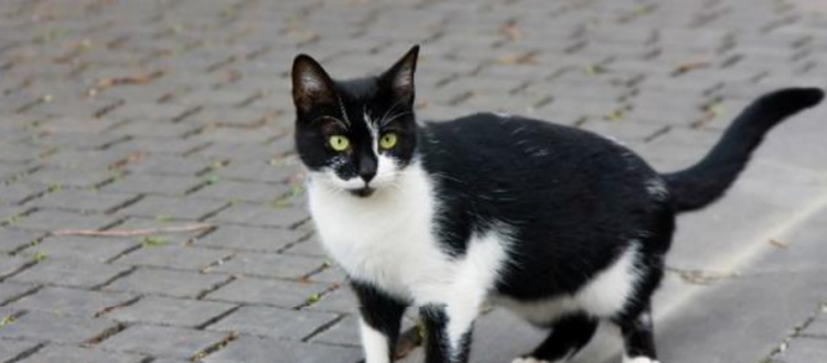 Besançon : nouvelle campagne de stérilisation des chats errants