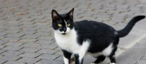 Besançon : nouvelle campagne de stérilisation des chats errants