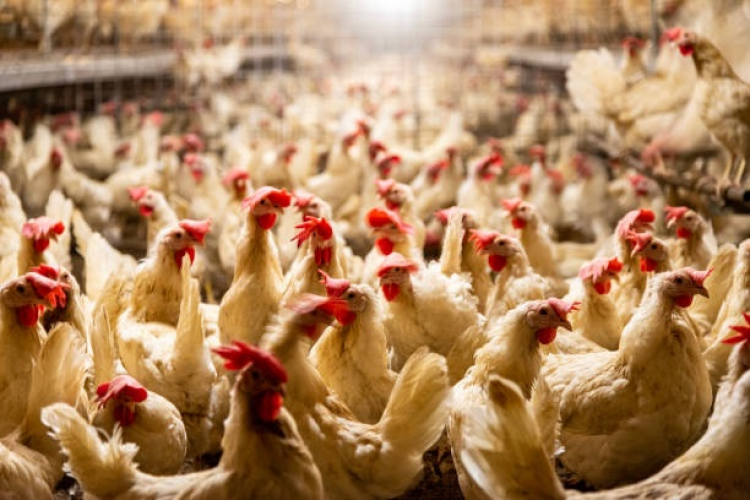 France / Santé animale : risque « à son maximum » pour la grippe aviaire