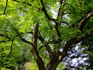 Arçon : des villageois s’opposent à l’abattage des arbres centenaires