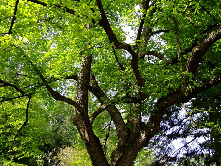 Arçon : des villageois s’opposent à l’abattage des arbres centenaires