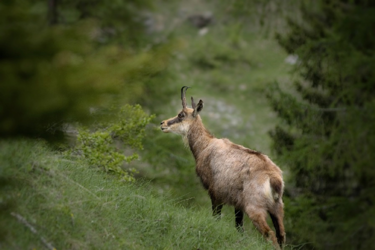 Suppression de près de 500 chamois : Mobilisation devant la Préfecture du Doubs ce samedi