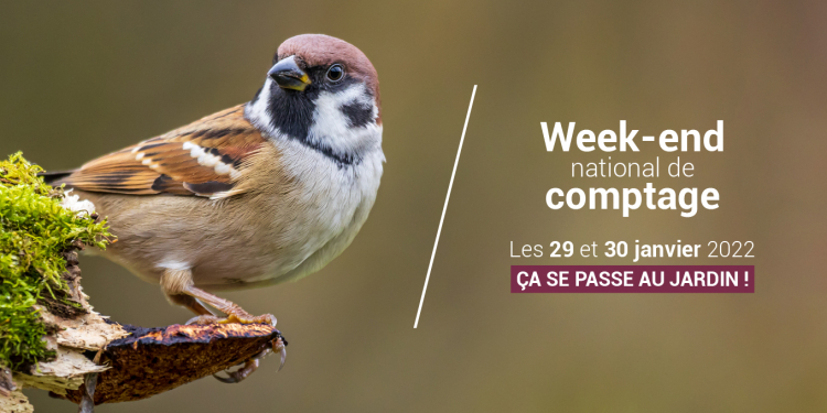 Week-end national de comptage des oiseaux des jardins les 29 et 30 janvier