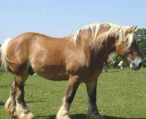 Maiche : Plus de 500 chevaux attendus au concours national du cheval comtois