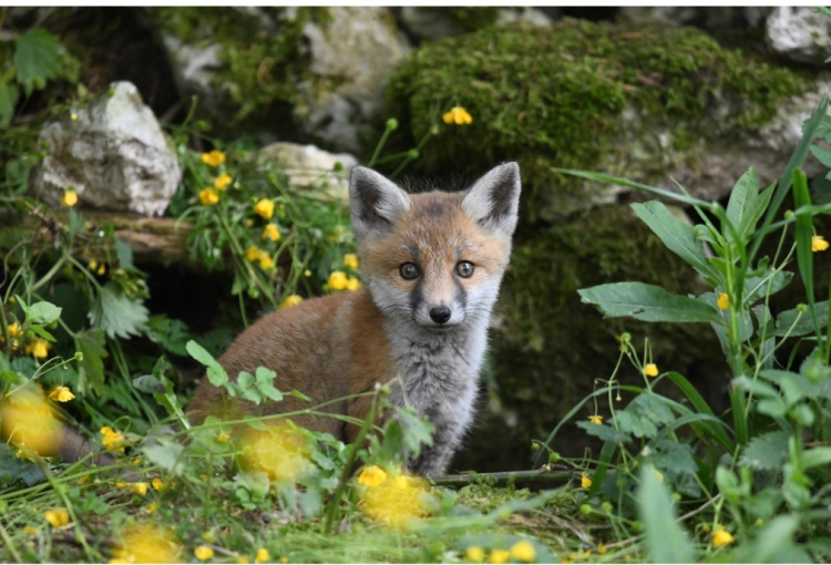 Charquemont : une f&ecirc;te de la nature pour sensibiliser &agrave; la protection du vivant
