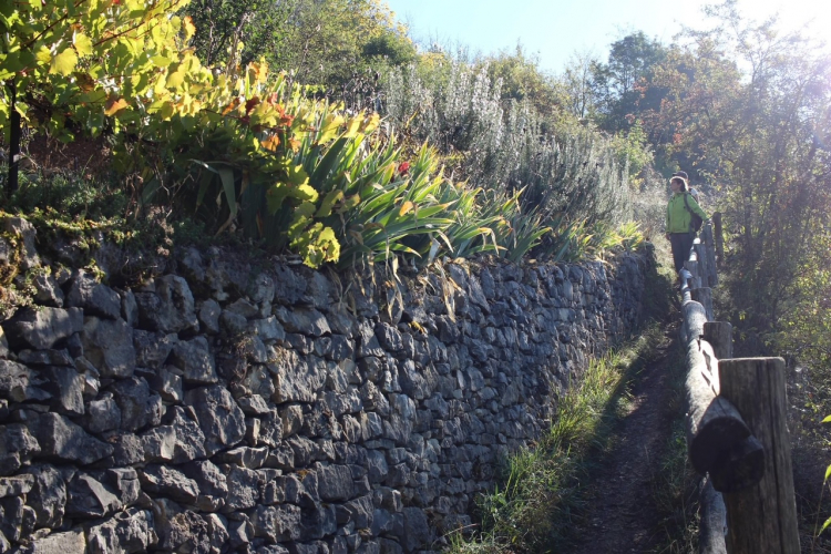 Recherche de bénévoles pour un défrichage manuel sur les terrasses des collines bisontines