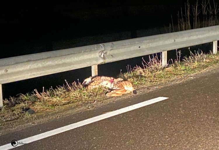 Centre Athenas : Un lynx percuté par une voiture à Sombacour
