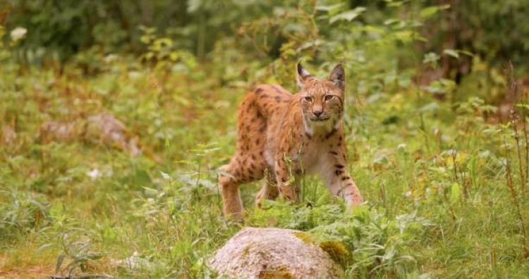 Lynx : polémique en Suisse