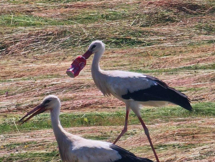La cigogne au bec piégé dans une canette Coca toujours introuvable