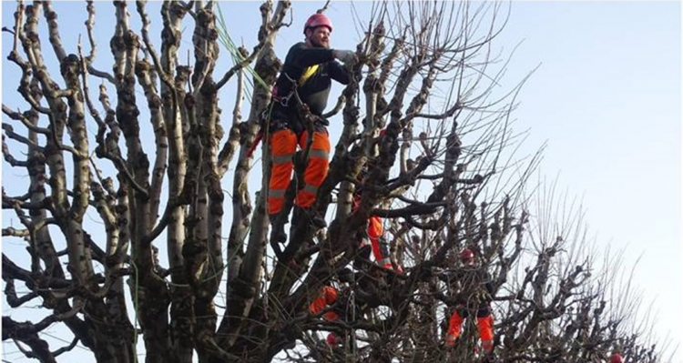 Travaux d&#039;élagage : Circulation perturbée dans la rue de Belfort jeudi et vendredi