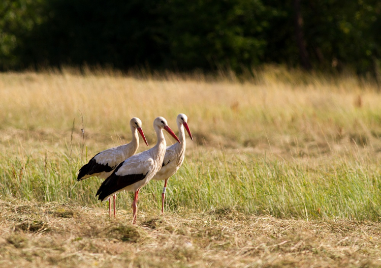 Les cigognes sont de retour en Bourgogne-Franche-Comté