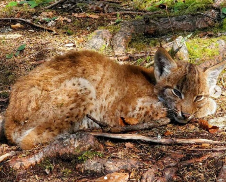 Un jeune lynx retrouvé en mauvaise santé à Chapelle des Bois