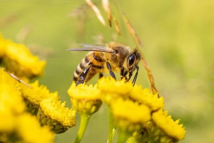 Besançon : 3ès Assises Nationales des Insectes Pollinisateurs