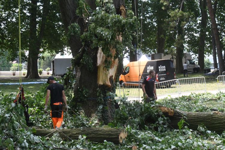 Tilleul malade à Chamars : Les travaux d’abattage ont débuté