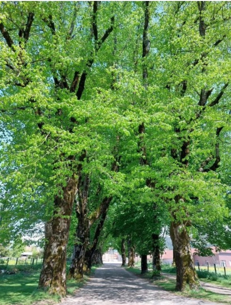 Arçon / Rafales de vent : les tilleuls et marronniers remarquables ont tenu