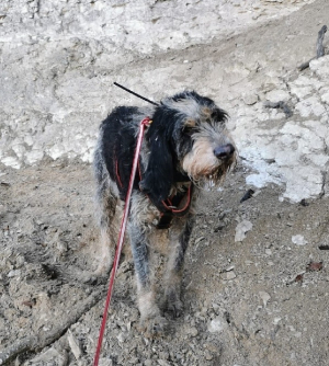 Les gendarmes du Jura sauvent Fino