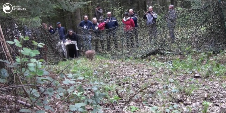 Jura : deux lynx orphelins relâchés dans la nature