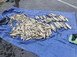 Salins-les-Bains : des dizaines de poissons morts