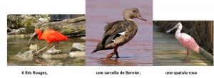 Besançon / Citadelle : Un  ibis rouge récupéré ce week-end à Pirey