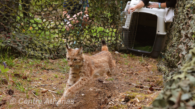 Bientôt une nouvelle clinique de soin au Centre Athénas