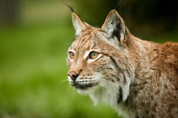 Haut-Jura : une signalisation sp&eacute;cifique pour prot&eacute;ger les lynx des collisions