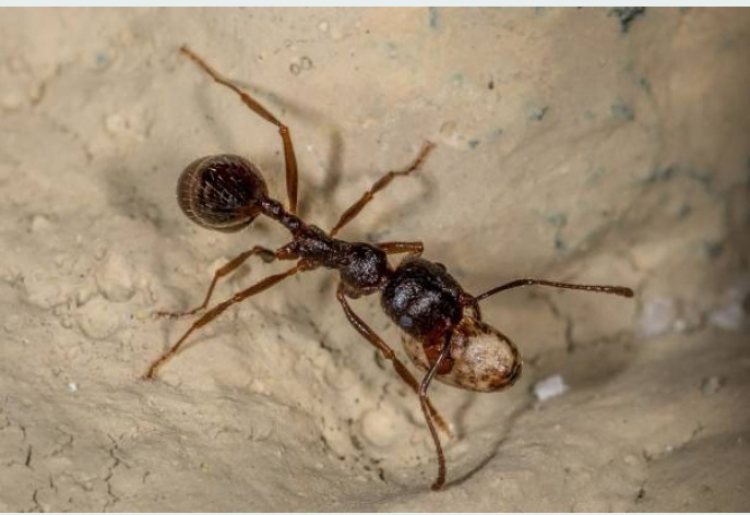 Haut-Doubs : plong&eacute;e dans le monde fascinant des fourmis &agrave; la Maison de la R&eacute;serve