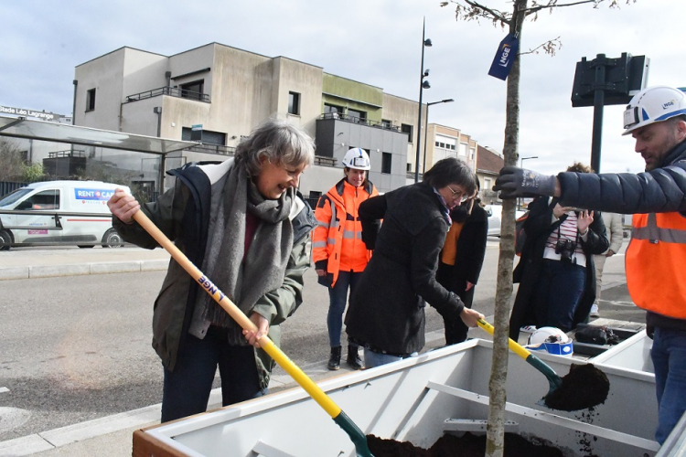 Besançon : des arbres pour lutter contre les îlots de chaleurs aux arrêts de bus et tram