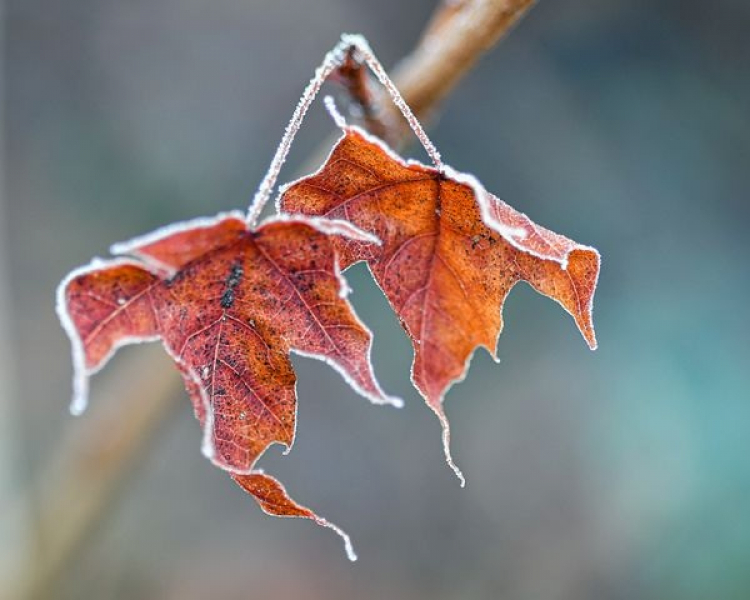 Jura / Gel d’avril 2021 : Des mesures d’aides sont possibles