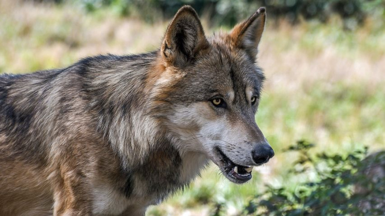 Le loup tue deux g&eacute;nisses pr&egrave;s de la fronti&egrave;re franco-suisse