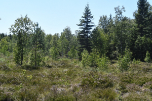 Ces petits coins de fraîcheur du Haut-Doubs