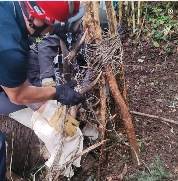 Jura : un cerf pi&eacute;g&eacute; dans une cl&ocirc;ture secouru par les pompiers &agrave; &Eacute;tival