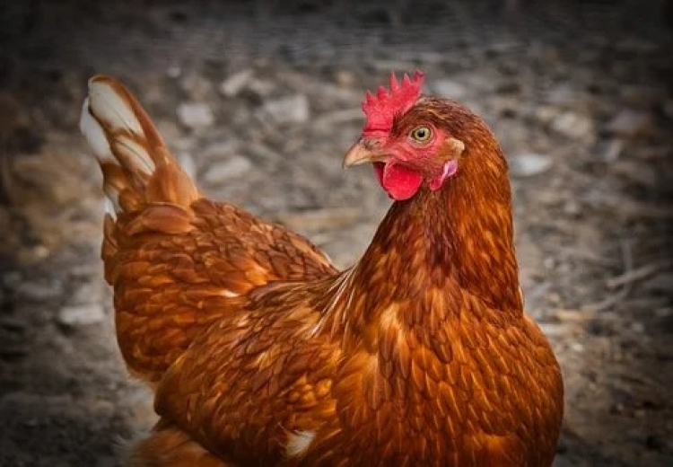 Grippe aviaire : la préfecture du Doubs fait savoir