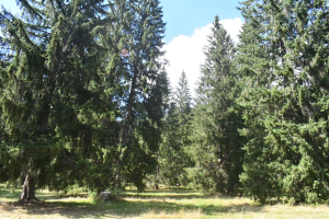 Guyans-Durnes : une exposition pour comprendre l’impact du climat sur nos forêts